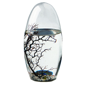 Ecosphere - Ei
