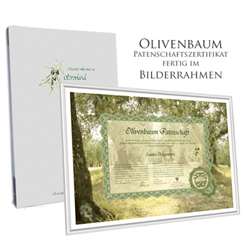 Olivenbaum Patenschaft