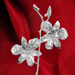 Silberne Orchidee