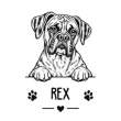 Boxer