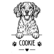 Bretagne-Spaniel