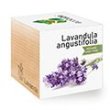 Lavendel