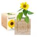 Ecocube Blumenrahmen Sonnenblume