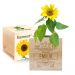 Ecocube Vorname Sonnenblume