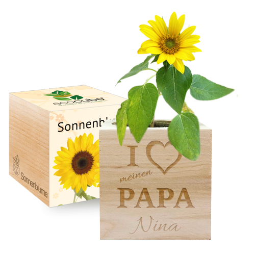 Ecocube Papa Sonnenblume