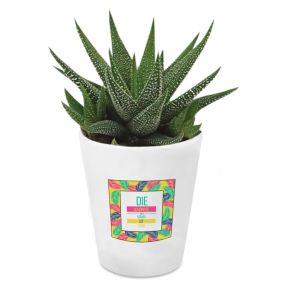 Sukkulente Haworthia mit personalisiertem Blumentopf Palmendesign