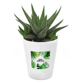 Pflanze Haworthia mit personalisiertem Blumentopf Summertime