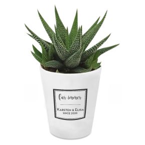 Pflanze Haworthia mit personalisiertem Blumentopf Design