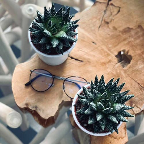 Haworthia Sukkulente für Lehrer(in)