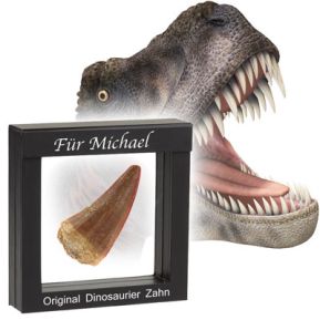 Original Dinosaurier Zahn