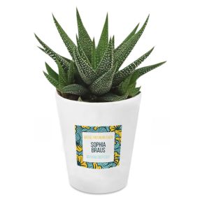 Zimmerpflanze Haworthia mit personalisiertem Blumentopf Ghana