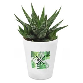 Zimmerpflanze Haworthia mit personalisiertem Blumentopf Koordinaten