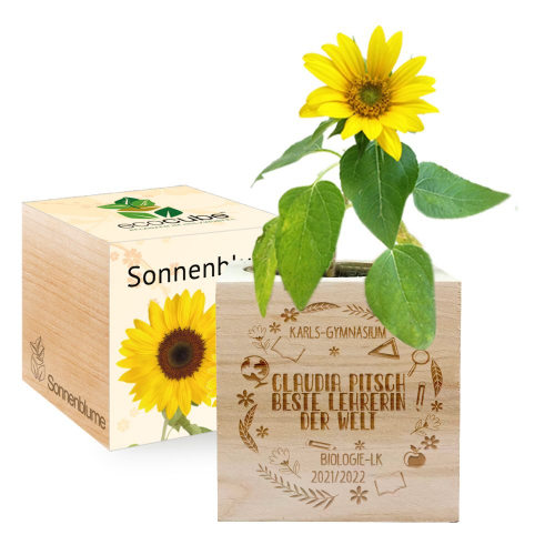 Ecocube zum Schuljahresende Sonneblume