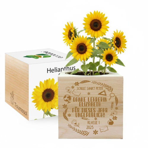 Ecocube zum Schuljahresende Basilikum