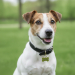 Gravierte Hundemarke in Knochenform Gravierte Hundemarke in Knochenform