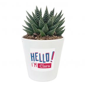 Zimmerpflanze Haworthia mit personalisiertem Etikett HELLO