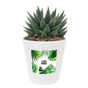 Pflanze Haworthia mit personalisiertem Etikett Summertime Pflanze Haworthia mit personalisiertem Etikett Summertime