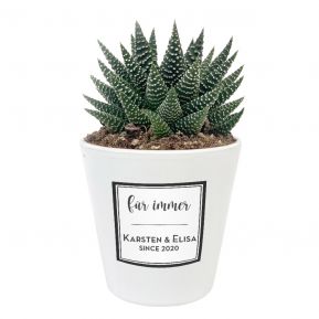 Pflanze Haworthia mit personalisiertem Etikett Design