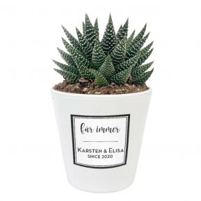 Pflanze Haworthia mit personalisiertem Etikett Design Pflanze Haworthia mit personalisiertem Etikett Design