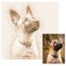 Porträt Effekt Zeichnung Sepia - Hund