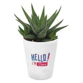 Zimmerpflanze Haworthia mit personalisiertem Blumentopf HELLO