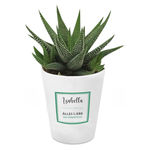 Haworthia Sukkulente personalisiert