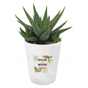 Sukkulente Haworthia mit personalisiertem Blumentopf Blumendesign