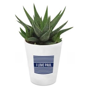 Sukkulente Haworthia mit personalisiertem Blumentopf im Matrosendesign